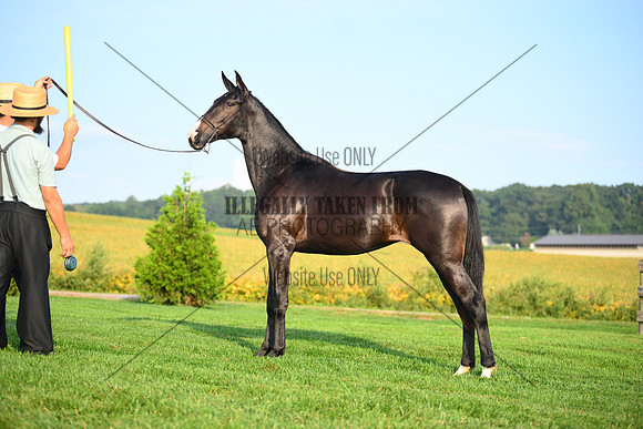 AJB_0598