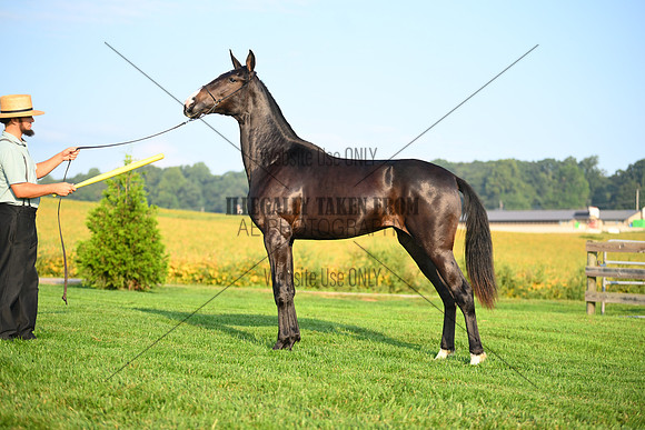 AJB_0569