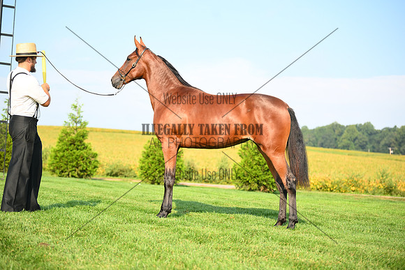 AJB_0776