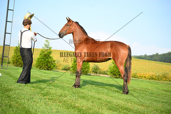 AJB_0673