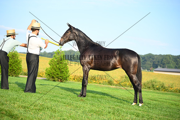 AJB_0589