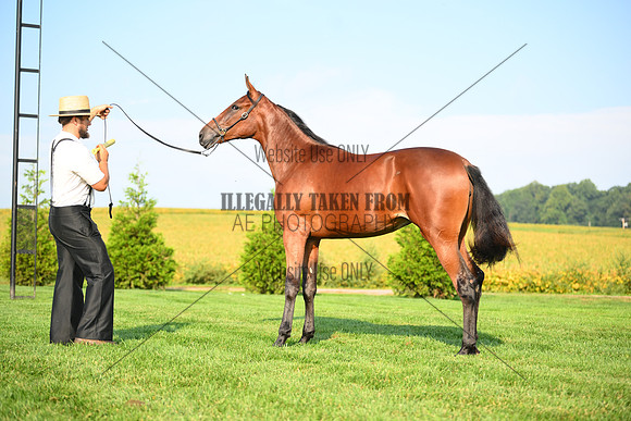 AJB_0770