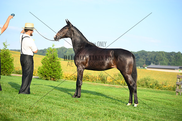 AJB_0584