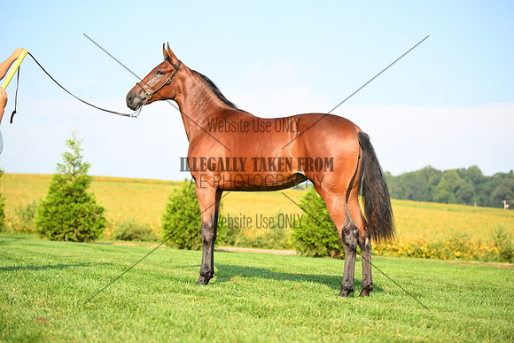 AJB_0775