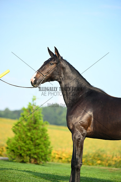 AJB_0595