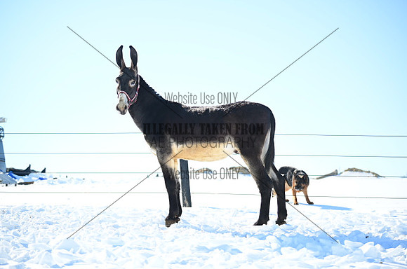file_177072953856