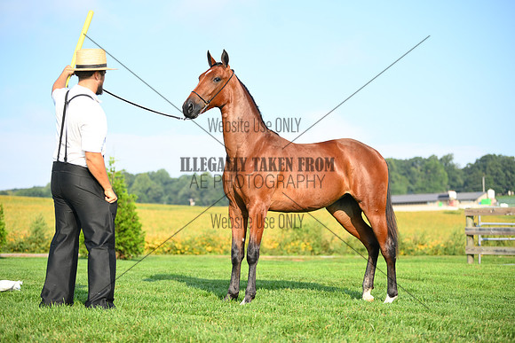 AJB_0737