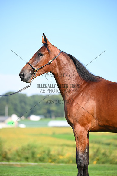 AJB_0764