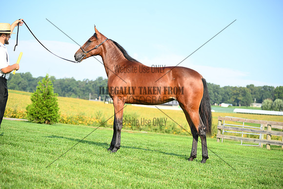AJB_0778