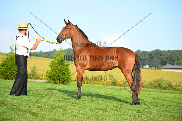 AJB_0655