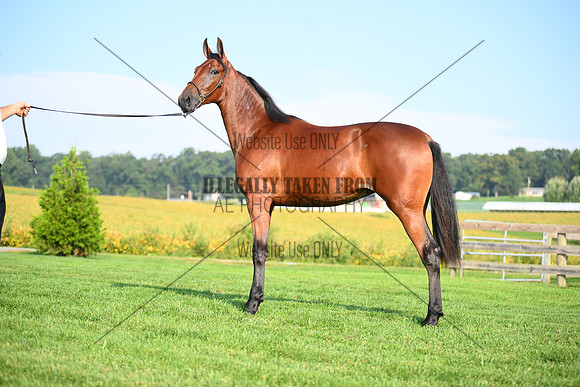 AJB_0785