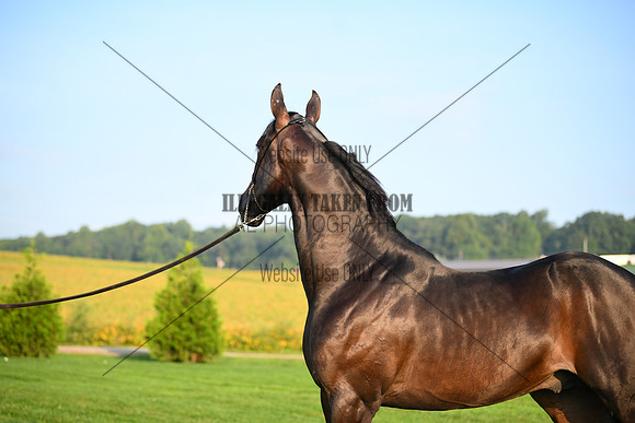 AJB_0544