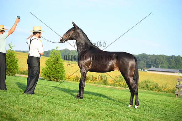 AJB_0583