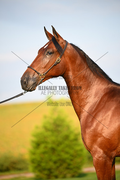 AJB_0561