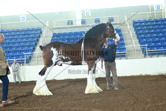 AJB_6481