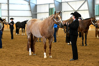 72. Amatuer Performance Mares