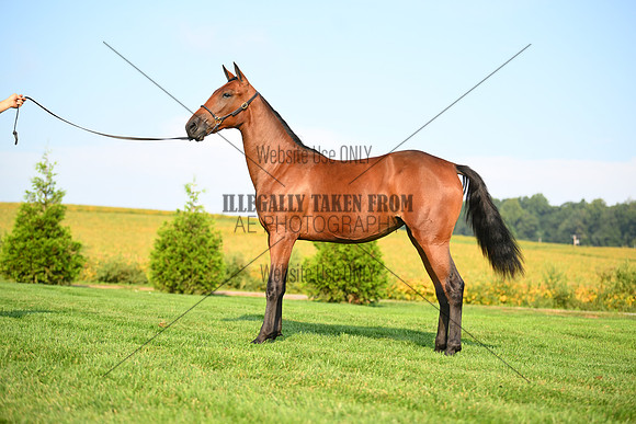 AJB_0708