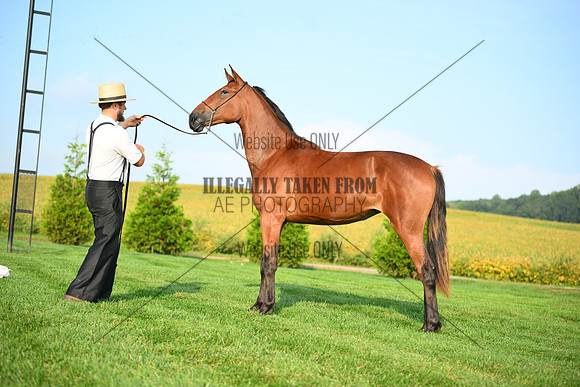 AJB_0671