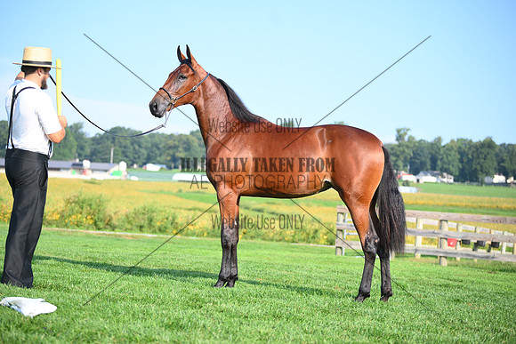 AJB_0763