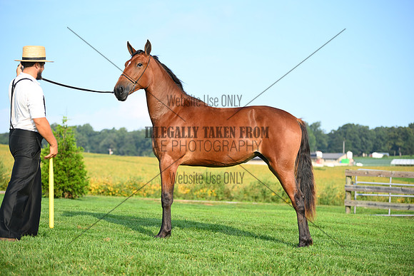 AJB_0667