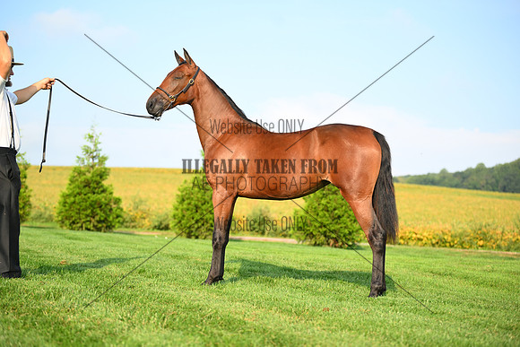 AJB_0701