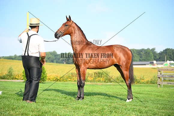 AJB_0734