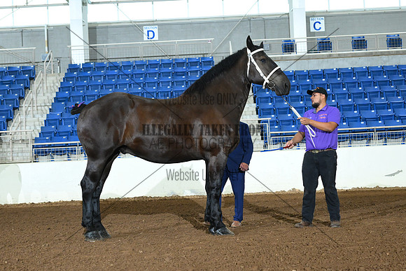 AJB_4831