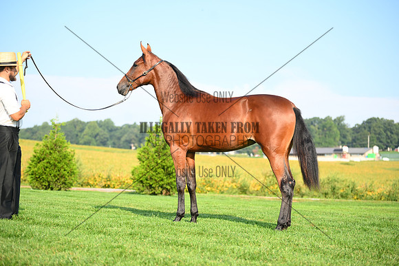 AJB_0766