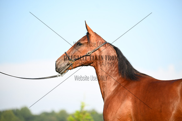 AJB_0768
