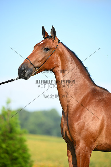 AJB_0730