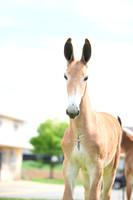 file_247682039808