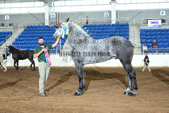 AJB_4929