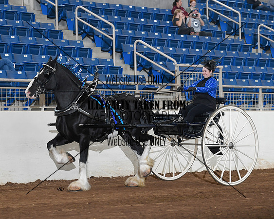 Shires_4753