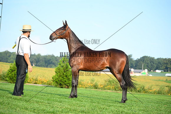 AJB_0619
