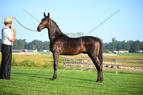 AJB_0518