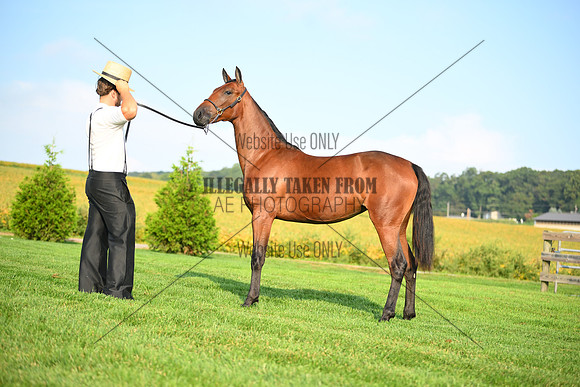 AJB_0688