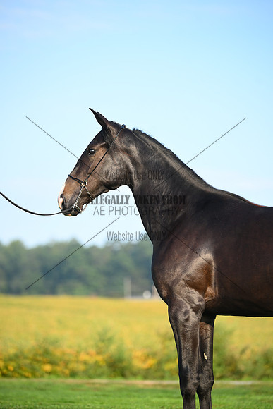 AJB_0579