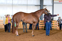 33. Open Three Year Old Geldings