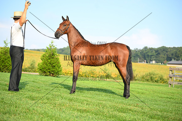 AJB_0697