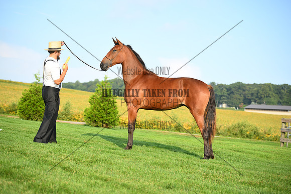 AJB_0653
