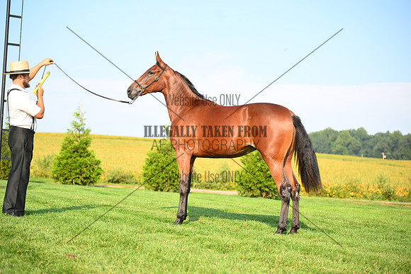 AJB_0772