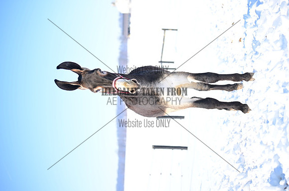 file_176858161152
