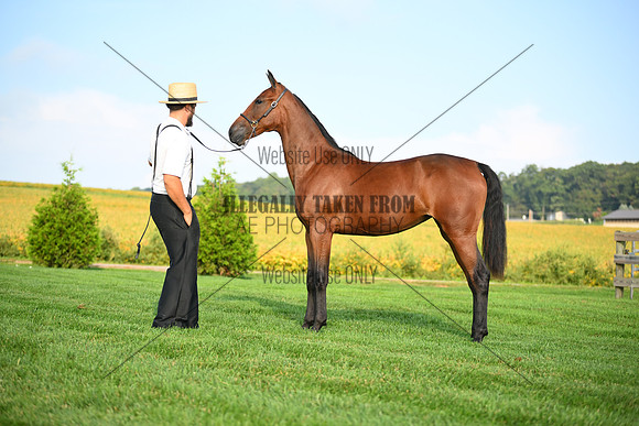 AJB_0687