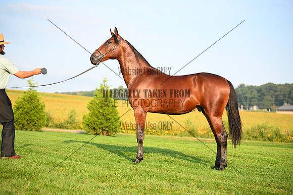 AJB_0566
