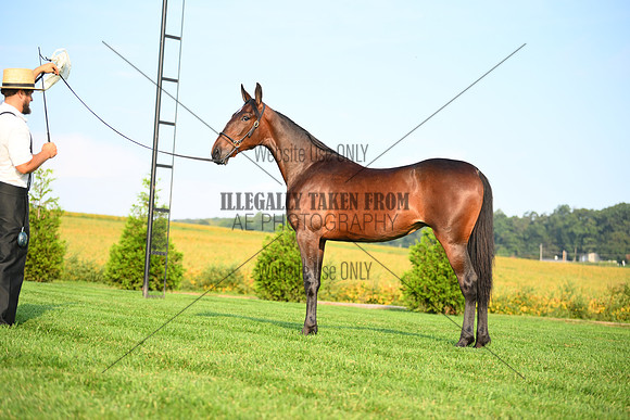 AJB_0631