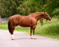 smyers_2947