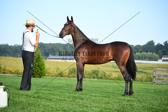 AJB_0606