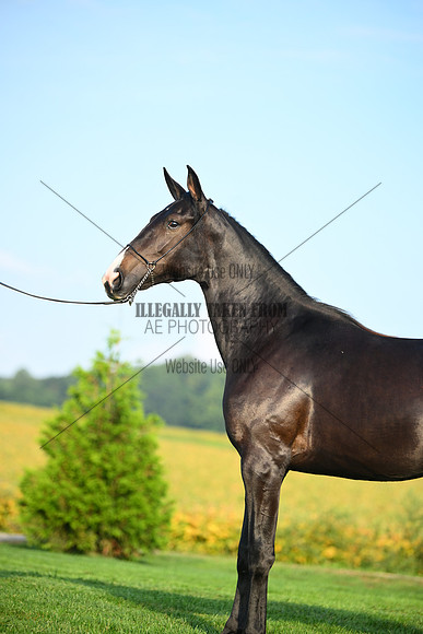 AJB_0594