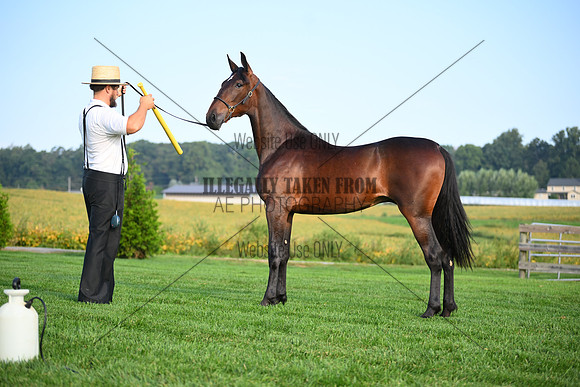 AJB_0608