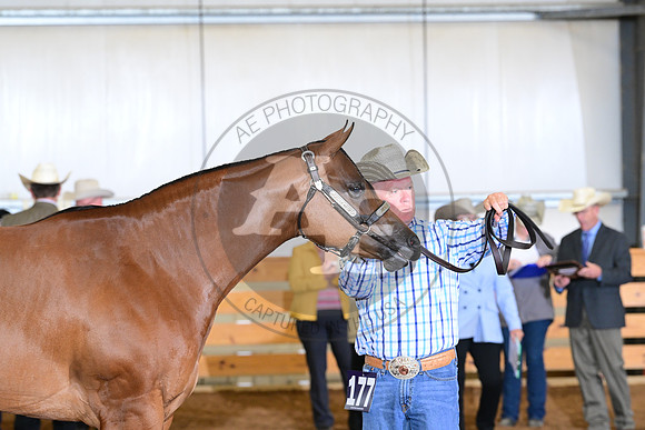 AJB_5383